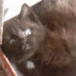 avatar Sayyadina