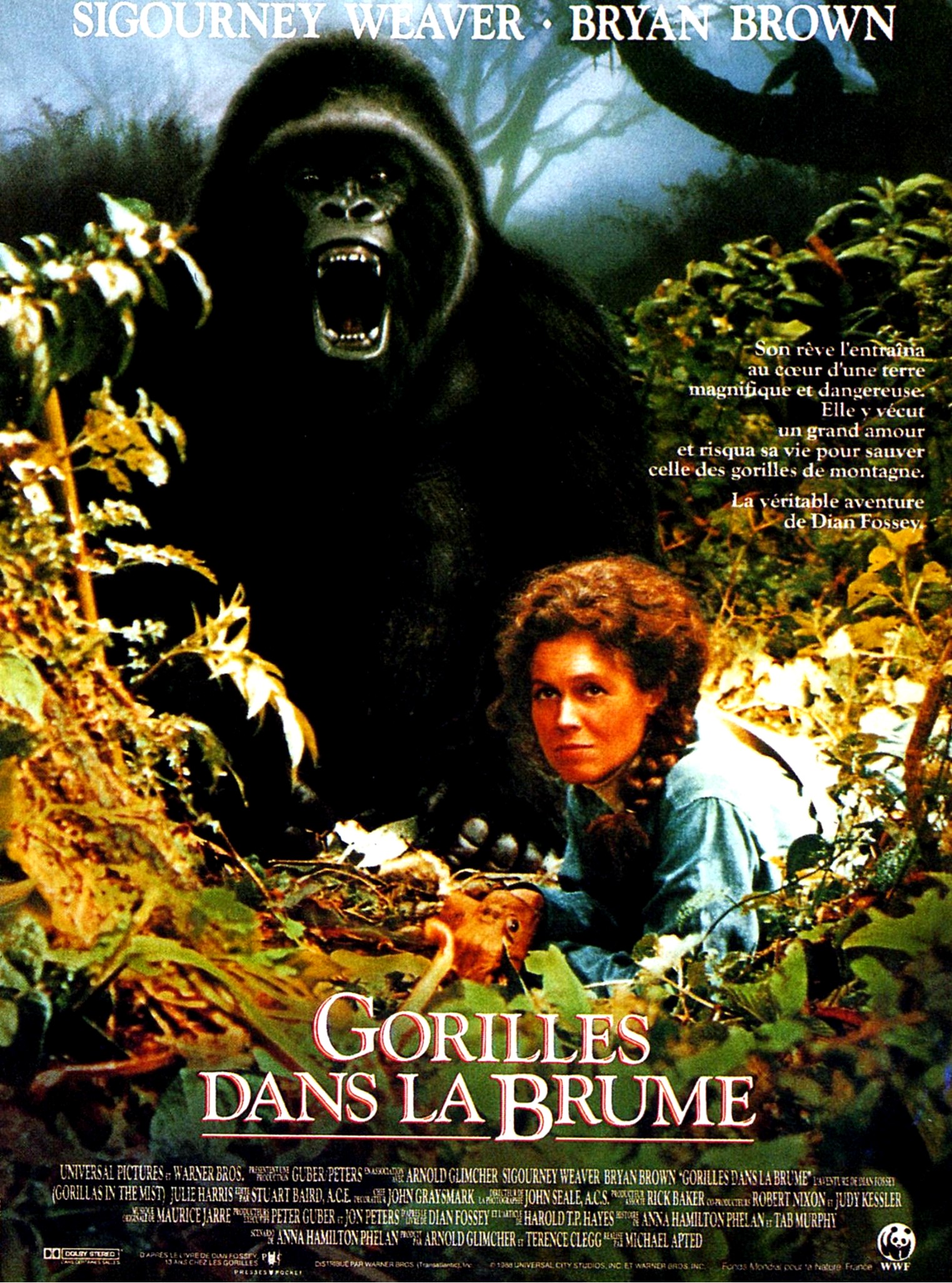 affiche du film Gorilles dans la brume