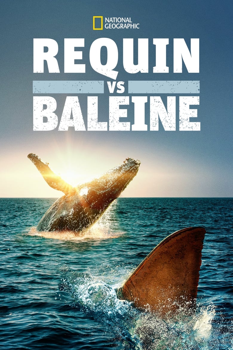 affiche du film Requin vs Baleine