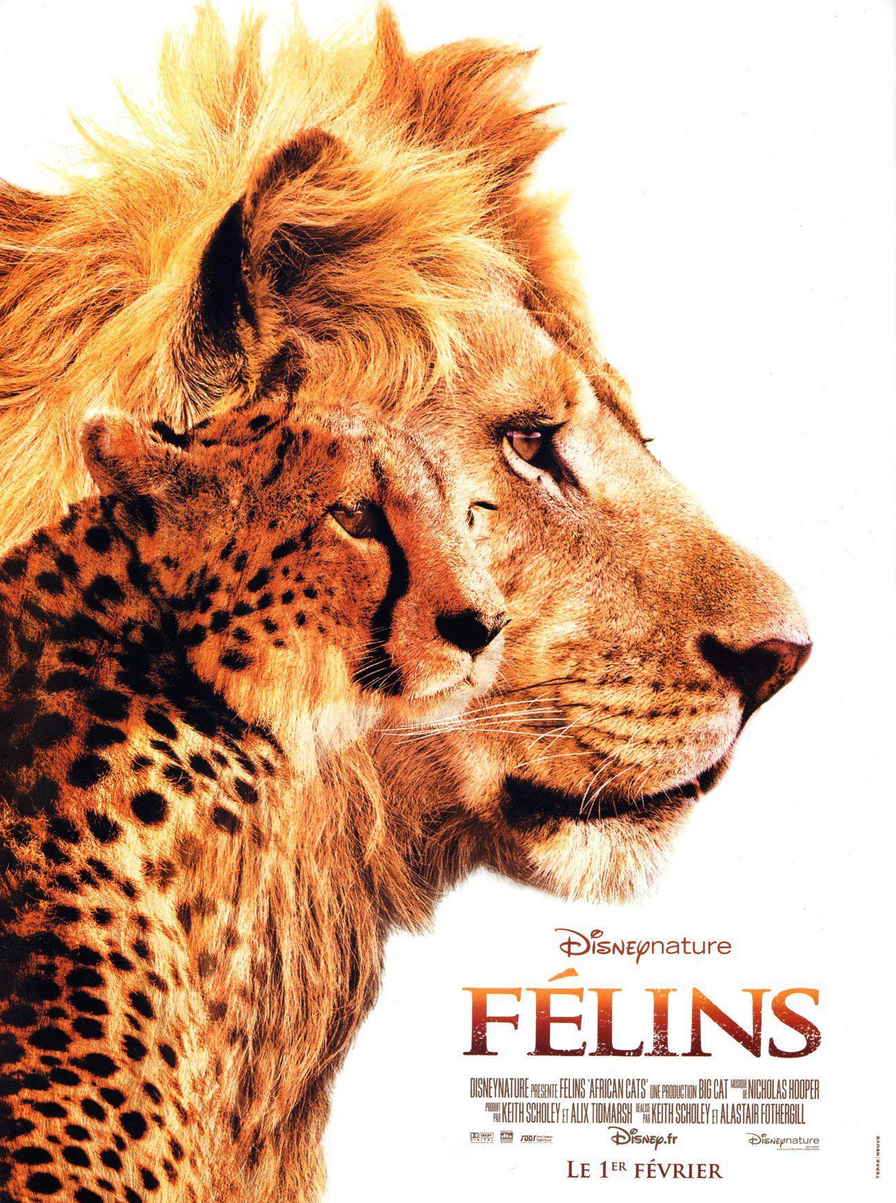 affiche du film Félins: Le royaume du courage