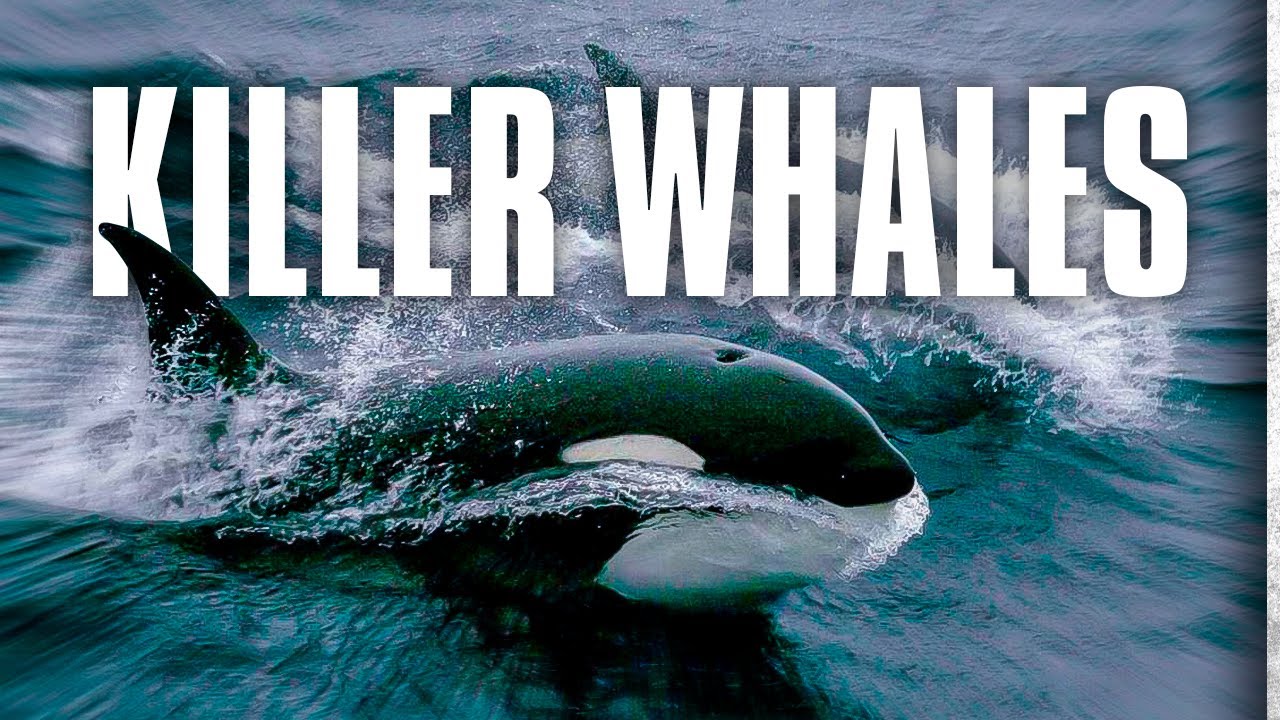 affiche du film L'art de vivre d'une baleine tueuse