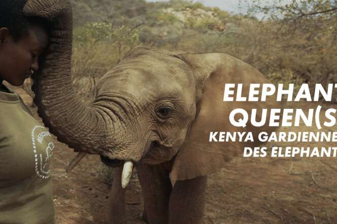 affiche du film Kenya - Gardiennes des éléphants
