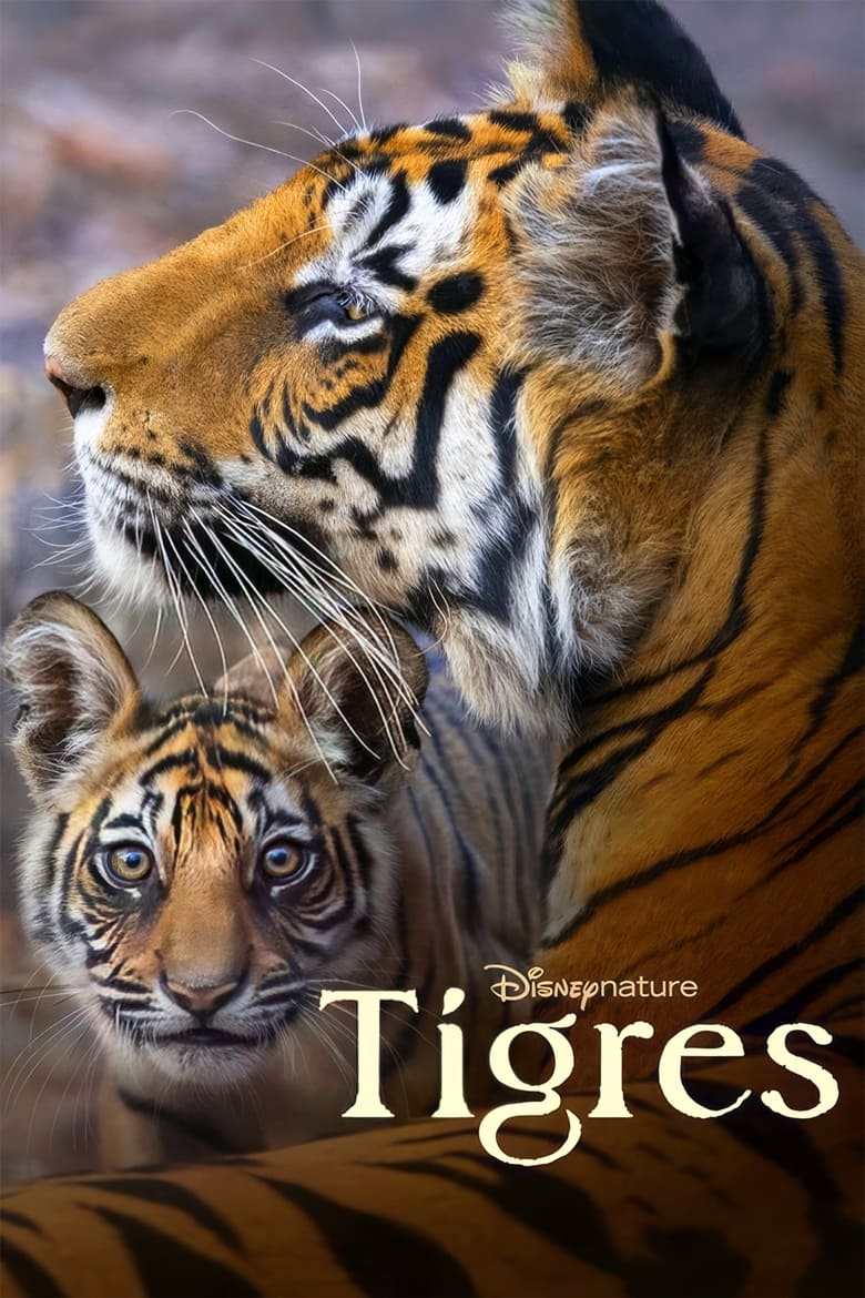 affiche du film Tigres