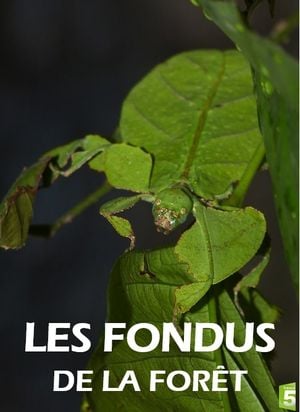 affiche du film Les fondus de la forêt