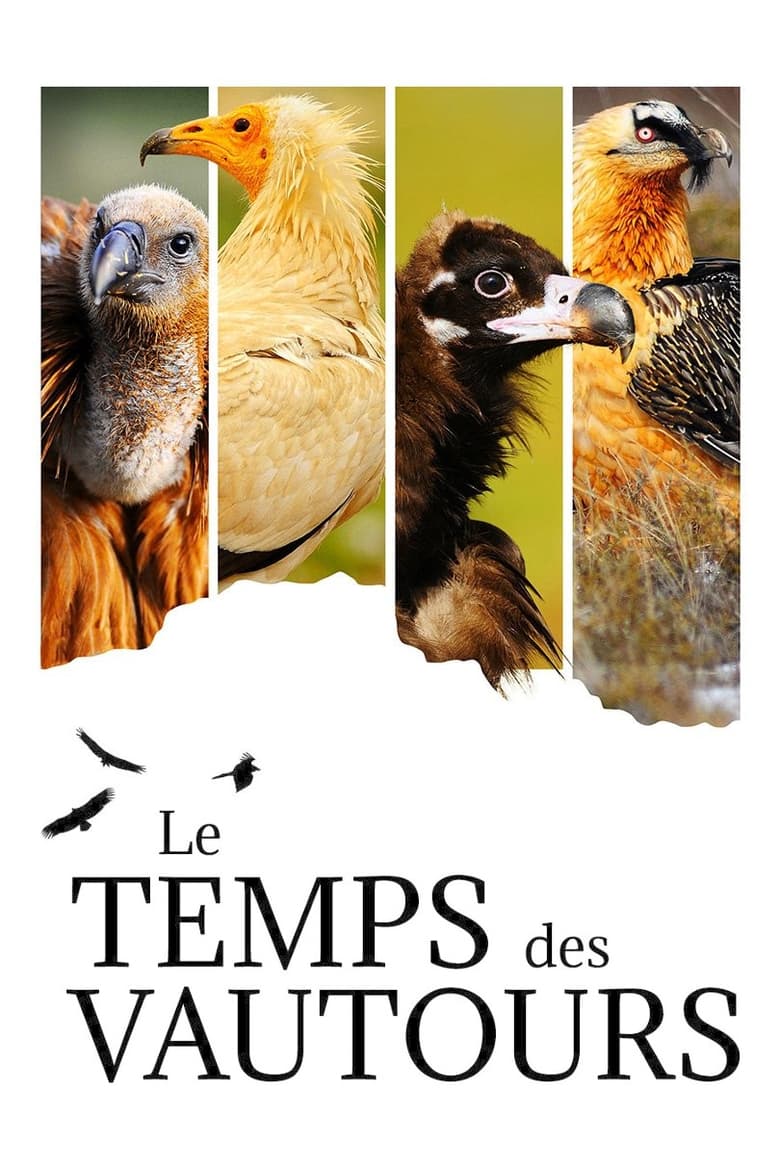 affiche du film Le Temps des vautours