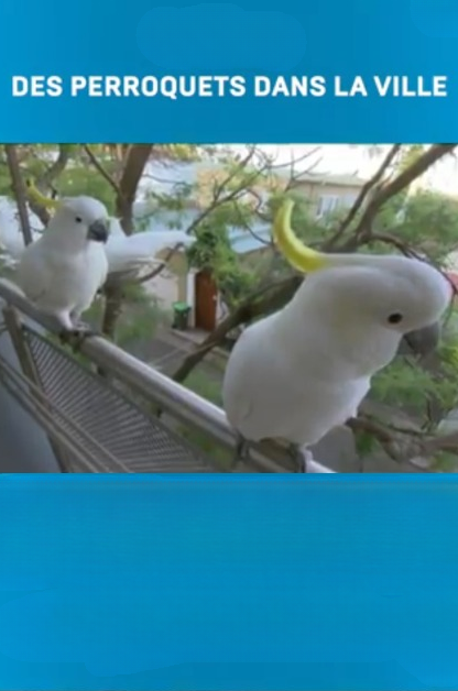 affiche du film Perroquets dans la ville