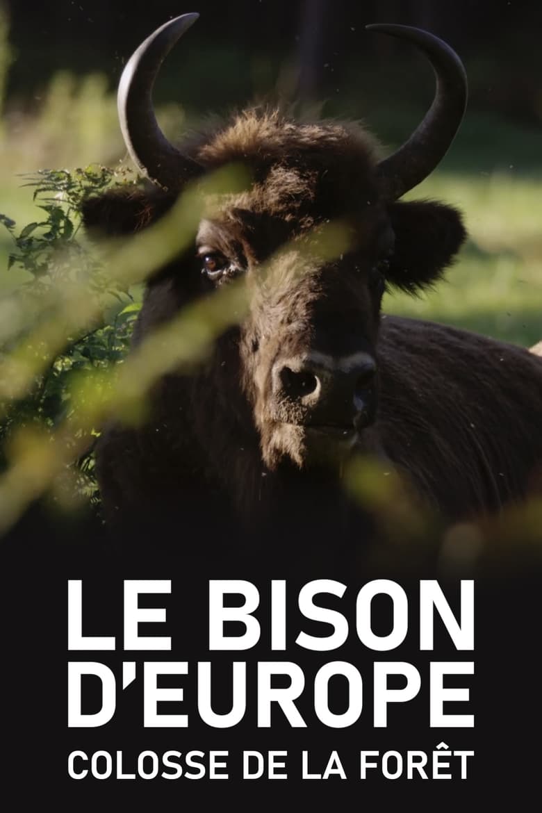 affiche du film Le Bison d'Europe, colosse de la forêt