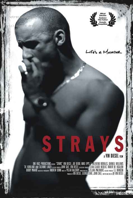 affiche du film Strays