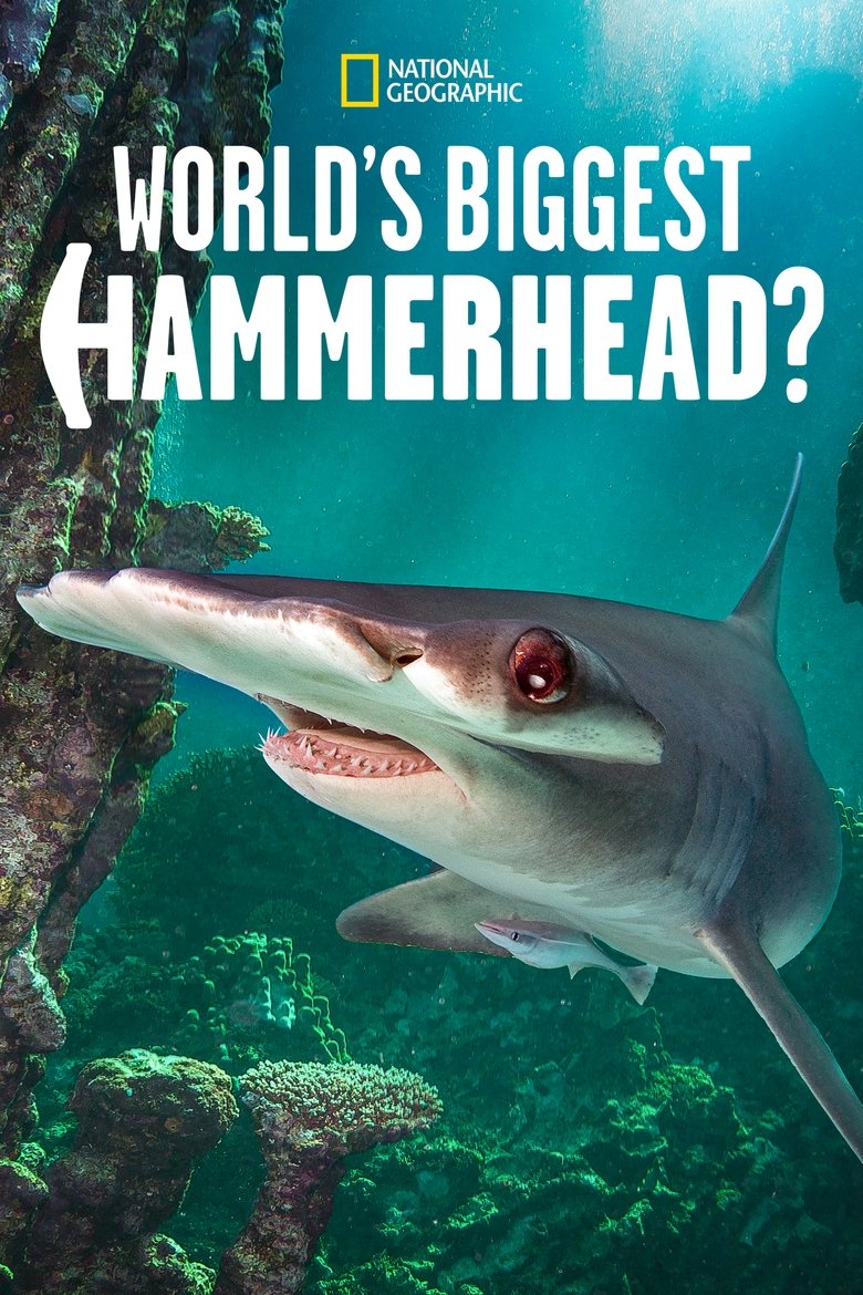 affiche du film World's Biggest Hammerhead?