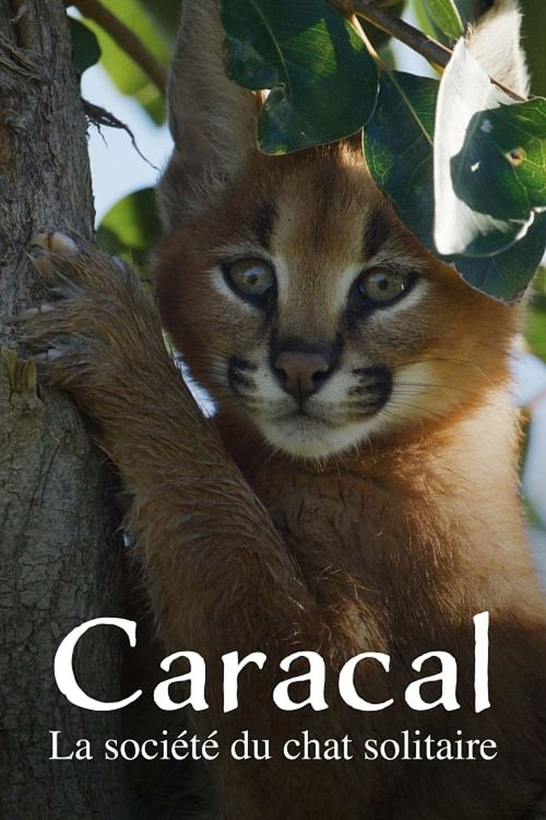 affiche du film Caracal: La Société du chat solitaire