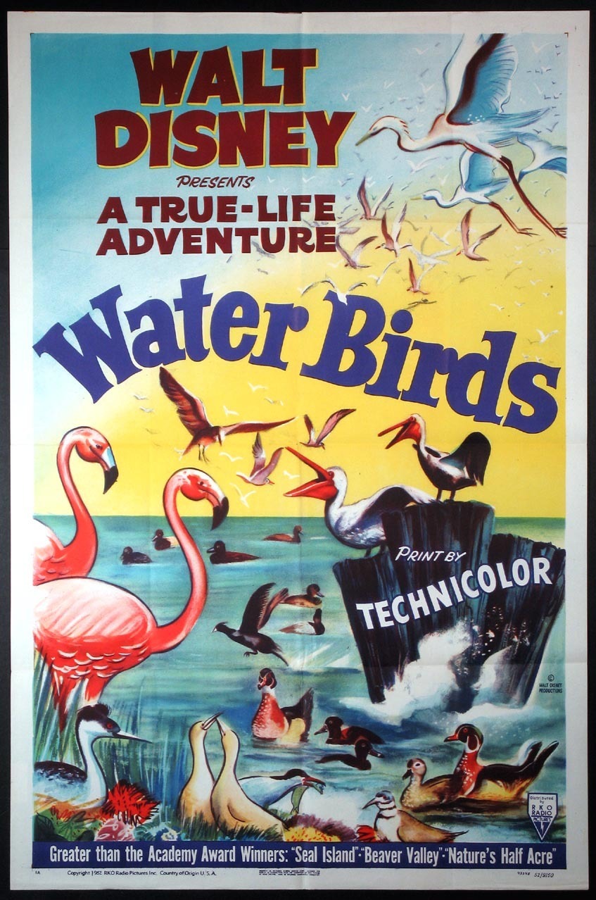 affiche du film Les Oiseaux aquatiques