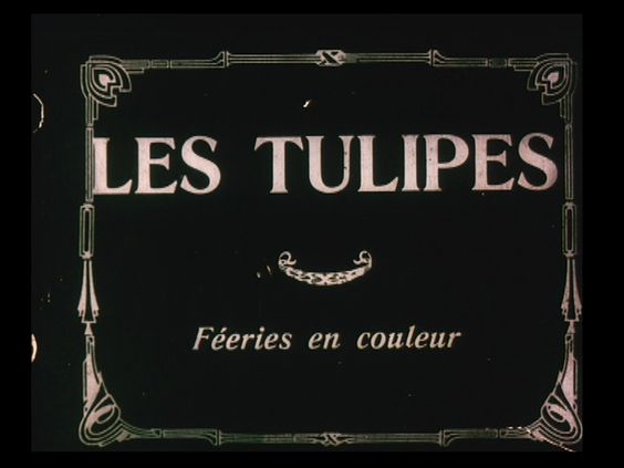 affiche du film Les Tulipes