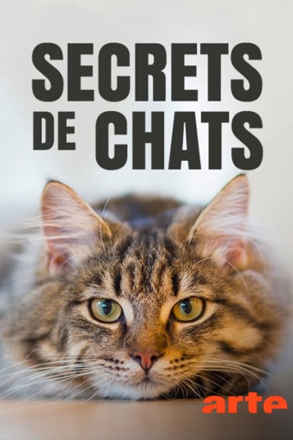 affiche du film Secrets de chat