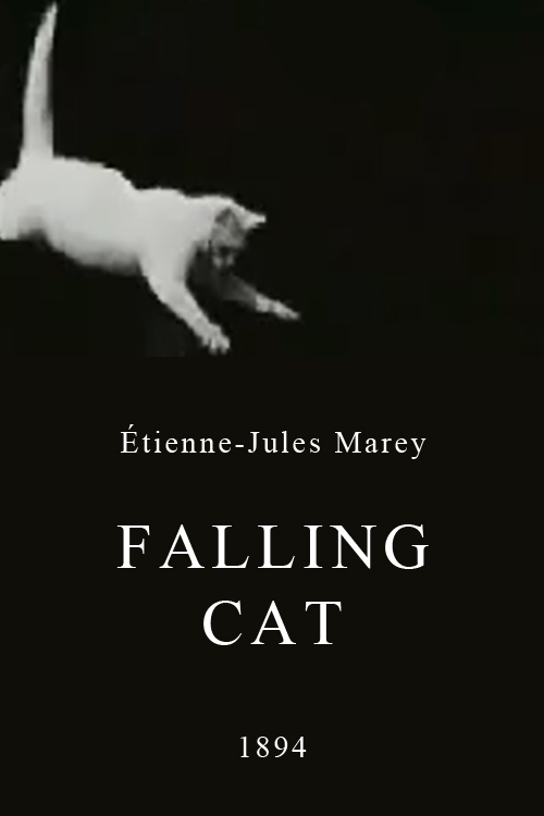 affiche du film Falling Cat