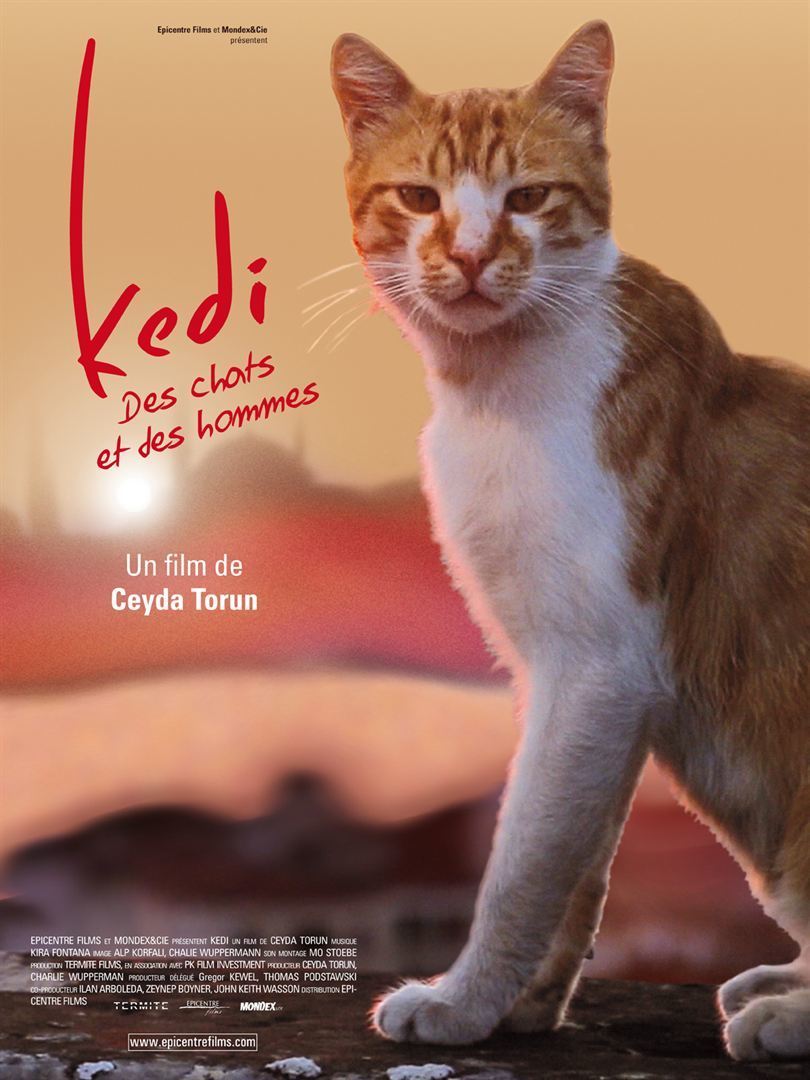 affiche du film Kedi: Des chats et des hommes