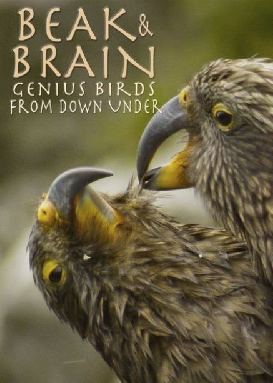 affiche du film Beak & Brain