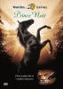 Prince noir (Black Beauty)