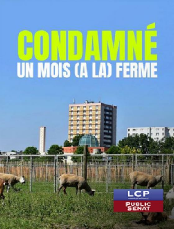 affiche du film Condamné : un mois (à la) ferme