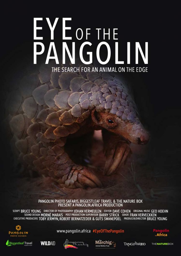 affiche du film Œil du pangolin