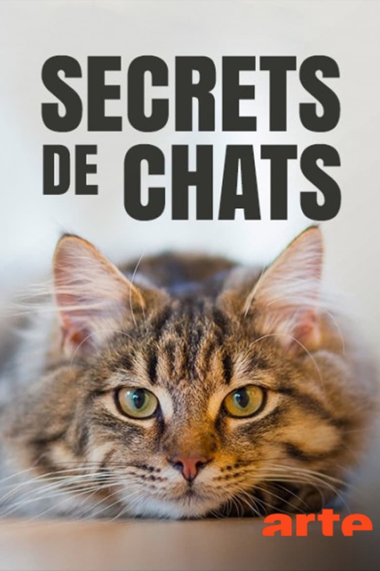 affiche du film Secrets de chats