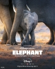 Éléphants (Elephant)