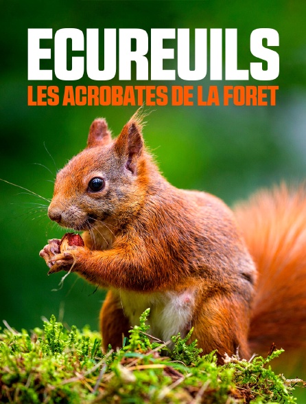 affiche du film Écureuils, les acrobates de la forêt