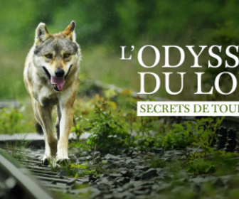 affiche du film L'odyssée du loup : secrets de tournage