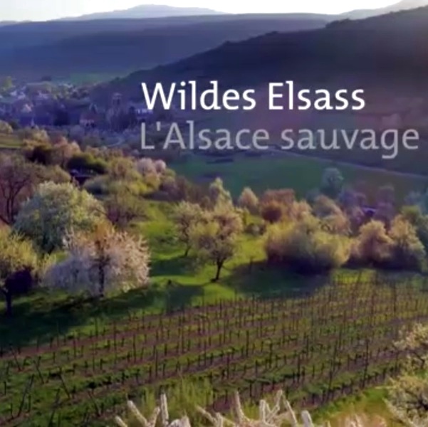 affiche du film L'Alsace sauvage