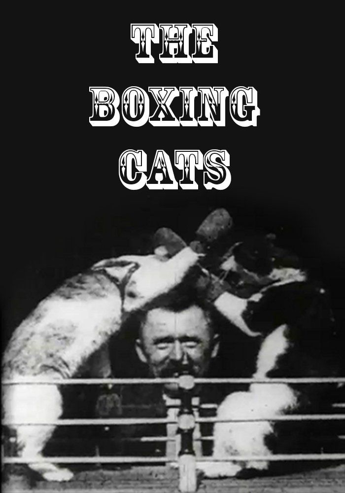 affiche du film Les chats boxeurs