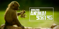 Amazing Animal Births