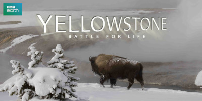 Yellowstone: Battle for Life