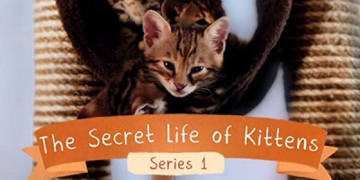The Secret Life of Kittens