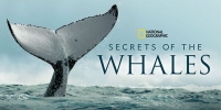 Les Secrets des baleines (Secrets of the Whales)