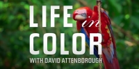 La vie en couleurs avec David Attenborough (Attenborough's Life in Colour)