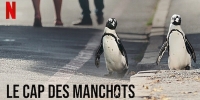 Le Cap des manchots (Penguin Town)