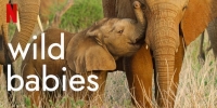 Wild Babies : Petits et sauvages (Wild Babies)