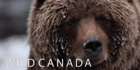Le Canada grandeur nature (Wild Canada)