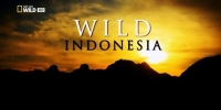 Destination Wild : Indonésie (Wild Indonesia)