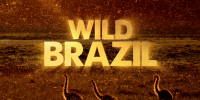Destination Wild : Brésil (Wild Brazil)