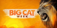Big Cat Week
