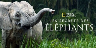 Secrets Of The Elephants