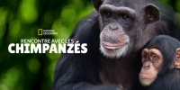 Rencontre avec les Chimpanzés (Meet the Chimps)