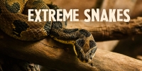 La mort au bout des crocs (Extreme Snake)