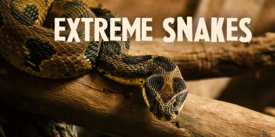 Extreme Snake