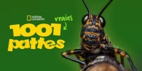1001 vraies pattes (A Real Bug's Life)