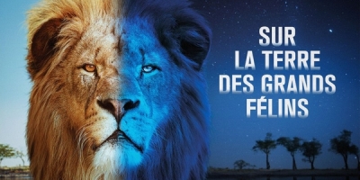 Sur la terre des grands félins