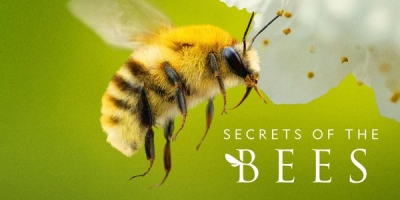 Les Secrets des abeilles