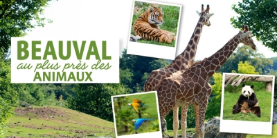 Beauval, au plus près des animaux