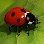 avatar Ladybug