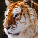 avatar Mister Tiger